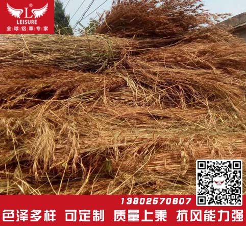 真茅草/天然茅草效果图